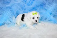 Maltipoo Male Puppy, a male Maltipoo for sale in Sparta, TN – 2 of 4