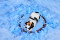 Malti-tzu Male Puppy, a male Mal Shi for sale in Sparta, TN – 2 of 2