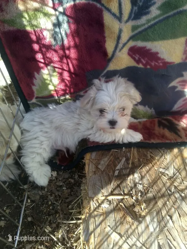 Female – Maltese puppy for sale in Montgomery City, MO