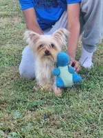 Morkie, a male Morkie for sale in Montgomery City, MO – 3 of 3