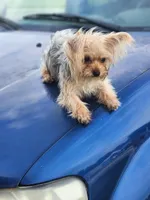 Male morkie, a male Maltese for sale in Montgomery City, MO – 2 of 3