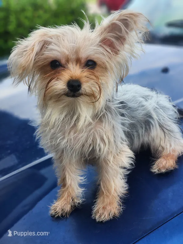 Male morkie – Maltese puppy for sale in Montgomery City, MO