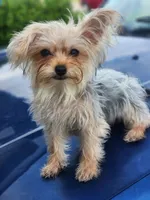 Male morkie, a male Maltese for sale in Montgomery City, MO – 1 of 3