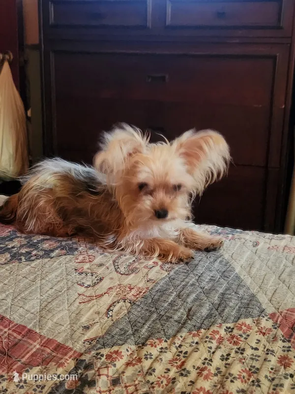 Male morkie – Maltese puppy for sale in Montgomery City, MO