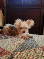 Male morkie, a male Maltese for sale in Montgomery City, MO – 1 of 1
