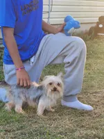 Morkie, a male Morkie for sale in Montgomery City, MO – 1 of 3