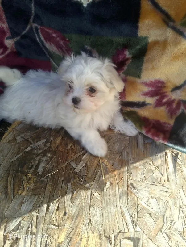 MALE – Maltese puppy for sale in Montgomery City, MO