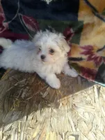 MALE, a male Maltese for sale in Montgomery City, MO – 1 of 1