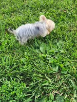Male morkie, a male Maltese for sale in Montgomery City, MO – 3 of 3
