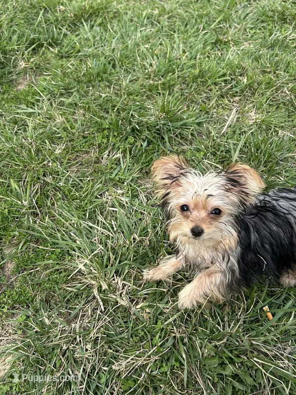 Male – Morkie puppy for sale in Montgomery City, MO