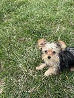 Male, a male Morkie for sale in Montgomery City, MO – Photo 1 of 2