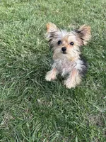 Male, a male Morkie for sale in Montgomery City, MO – Photo 2 of 2