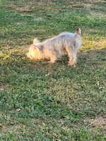Morkie, a male Morkie for sale in Montgomery City, MO – 2 of 3