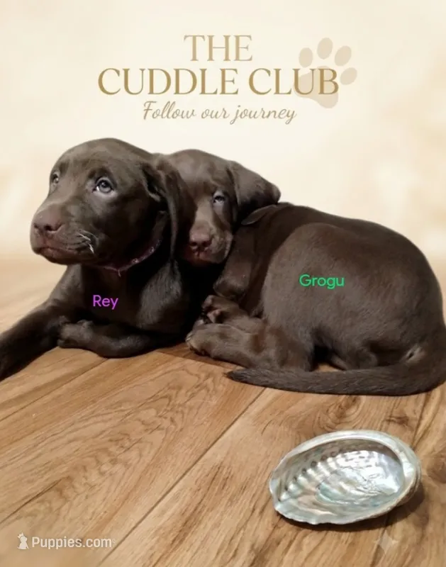 Rey – Labrador Retriever puppy for sale in Glendale, AZ