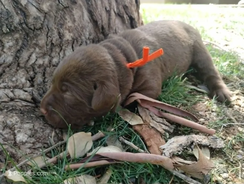 Chewie – Labrador Retriever puppy for sale in Glendale, AZ