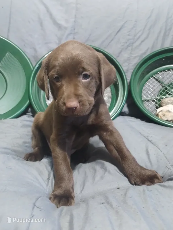 Rey – Labrador Retriever puppy for sale in Glendale, AZ