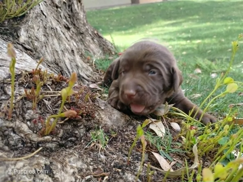 Padme Amidala  – Labrador Retriever puppy for sale in Glendale, AZ