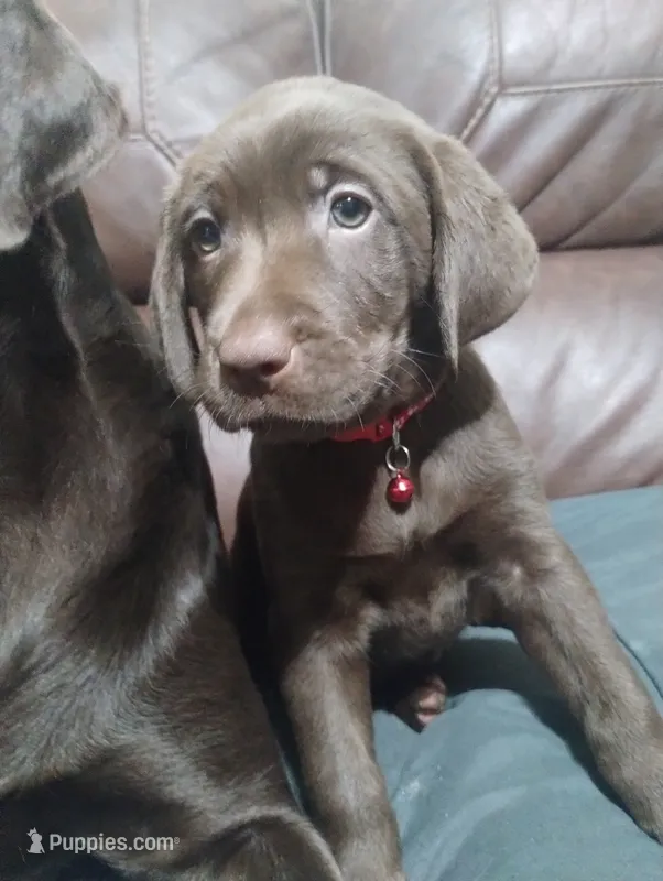 Amidala  – Labrador Retriever puppy for sale in Glendale, AZ