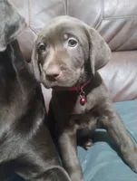 Amidala , a female Labrador Retriever for sale in Glendale, AZ – 1 of 1