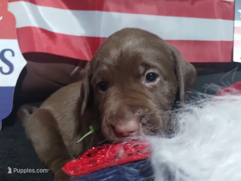 Grogu – Labrador Retriever puppy for sale in Glendale, AZ