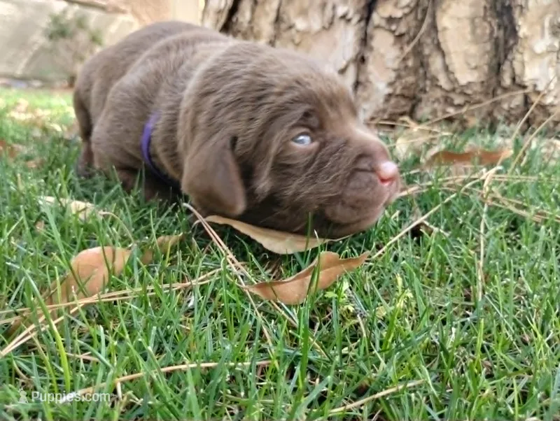 Rey – Labrador Retriever puppy for sale in Glendale, AZ