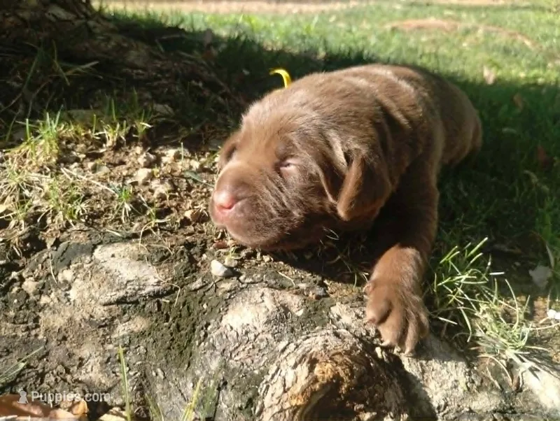 Mando – Labrador Retriever puppy for sale in Glendale, AZ