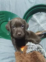 Anakin , a male Labrador Retriever for sale in Glendale, AZ – 5 of 6