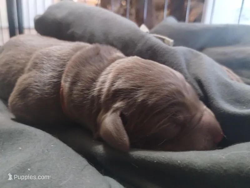 Chewie – Labrador Retriever puppy for sale in Glendale, AZ