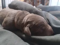 Chewie, a male Labrador Retriever for sale in Glendale, AZ – 1 of 2