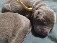 Mando, a male Labrador Retriever for sale in Glendale, AZ – 1 of 2