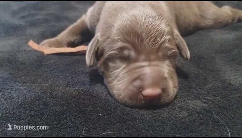 Chewie – Labrador Retriever puppy for sale in Glendale, AZ