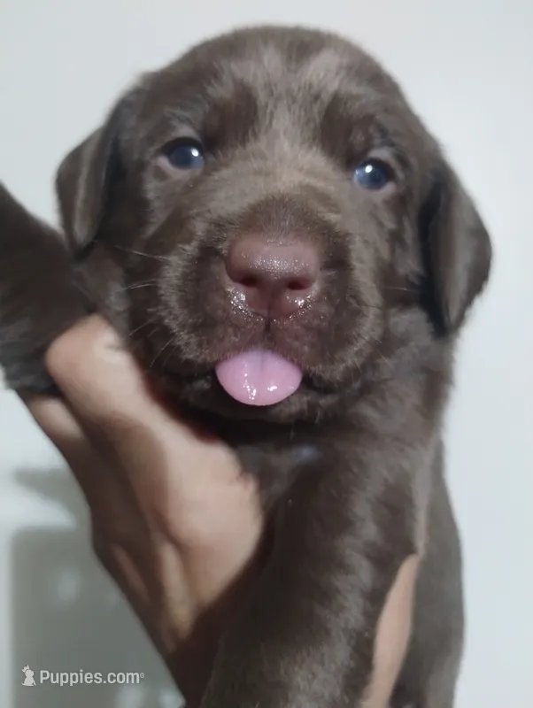Padme Amidala  – Labrador Retriever puppy for sale in Glendale, AZ