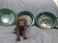 Rey, a female Labrador Retriever for sale in Glendale, AZ – 3 of 5