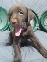 Rey, a female Labrador Retriever for sale in Glendale, AZ – 4 of 5
