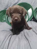 Ahsoka , a female Labrador Retriever for sale in Glendale, AZ – 2 of 2