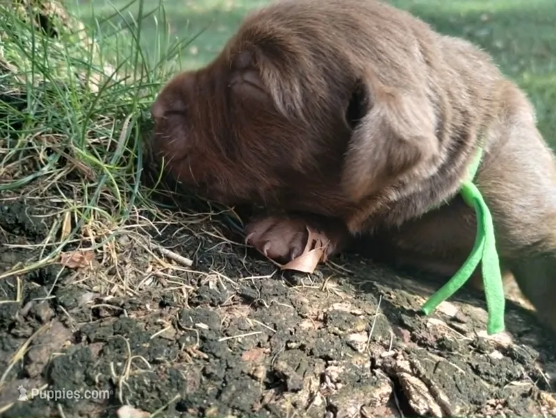 Grogu – Labrador Retriever puppy for sale in Glendale, AZ