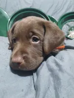 Chewie, a male Labrador Retriever for sale in Glendale, AZ – 1 of 4