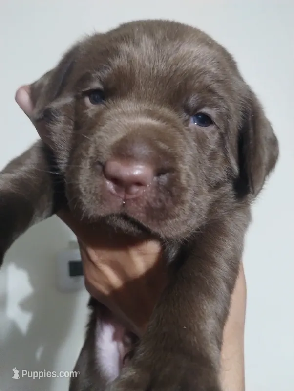 Mando – Labrador Retriever puppy for sale in Glendale, AZ