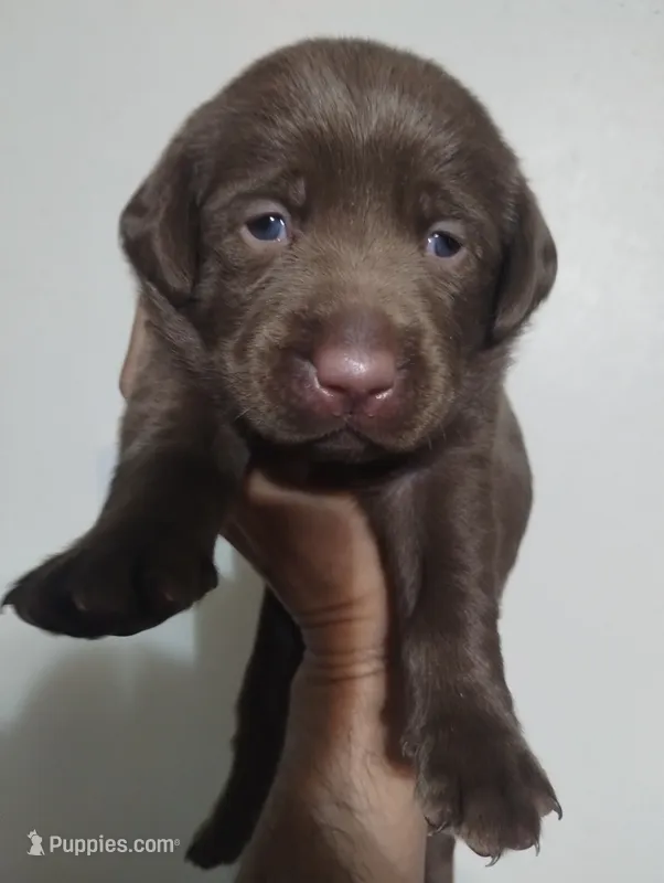Han Solo  – Labrador Retriever puppy for sale in Glendale, AZ