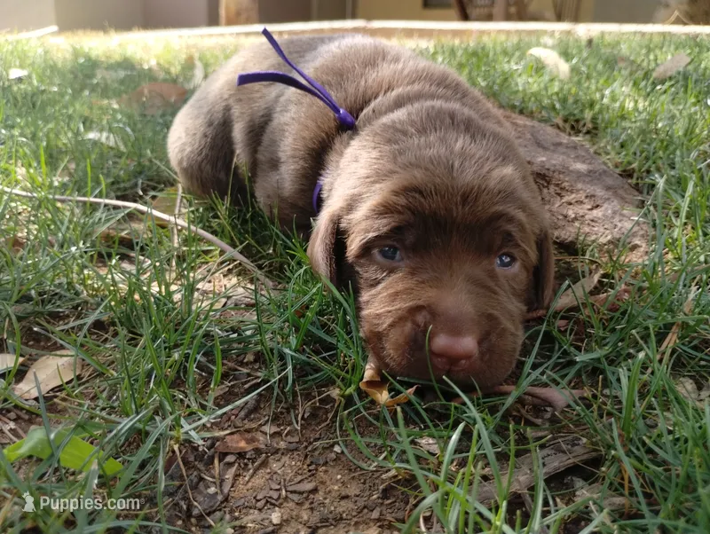 Rey – Labrador Retriever puppy for sale in Glendale, AZ
