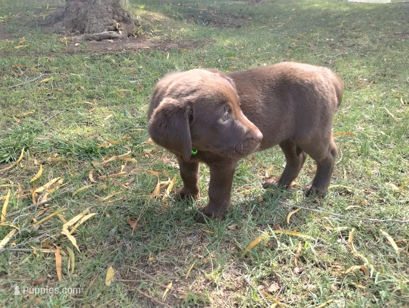 Ahsoka  – Labrador Retriever puppy for sale in Glendale, AZ