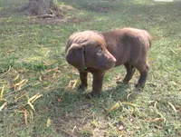 Ahsoka , a female Labrador Retriever for sale in Glendale, AZ – 1 of 2