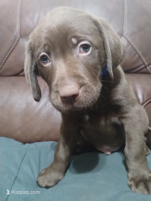 Han Solo  – Labrador Retriever puppy for sale in Glendale, AZ