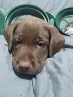 Chewie, a male Labrador Retriever for sale in Glendale, AZ – 3 of 4