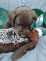 Chewie, a male Labrador Retriever for sale in Glendale, AZ – 2 of 4