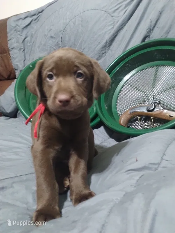 Padme Amidala  – Labrador Retriever puppy for sale in Glendale, AZ