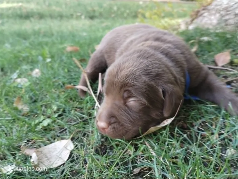 Han Solo  – Labrador Retriever puppy for sale in Glendale, AZ