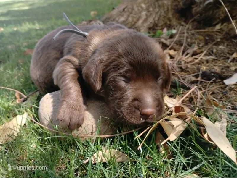 Anakin  – Labrador Retriever puppy for sale in Glendale, AZ