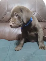 Han Solo , a male Labrador Retriever for sale in Glendale, AZ – 2 of 2