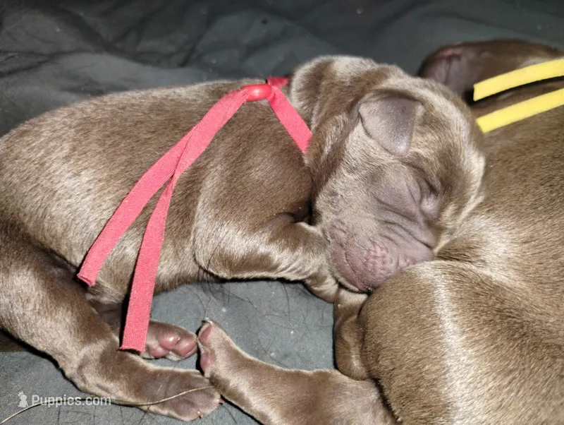 Padme Amidala  – Labrador Retriever puppy for sale in Glendale, AZ